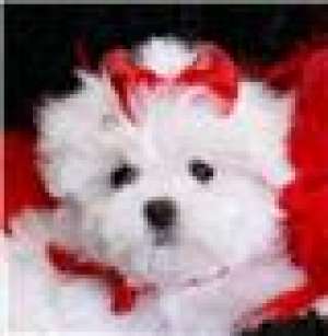 bichon maltez , friz, bolonez si havanez  de vanzare.