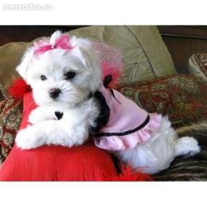 bichon maltez , friz, bolonez si havanez  de vanzare.