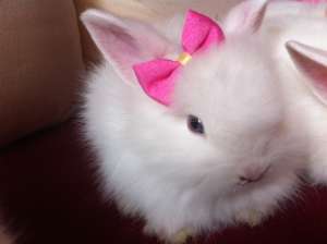 Iepurasi pitici angora + cap de leu