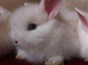 Iepurasi pitici angora + cap de leu