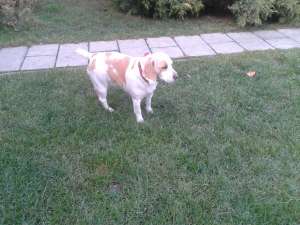 caut mascul beagle iasi pt monta