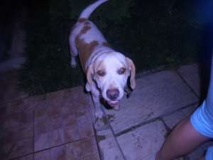 caut mascul beagle iasi pt monta