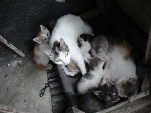 Urgent!!! Pisicuti pentru adoptie!