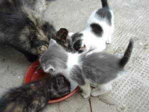 Urgent!!! Pisicuti pentru adoptie!