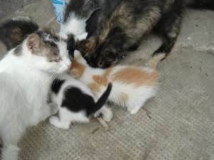 Urgent!!! Pisicuti pentru adoptie!