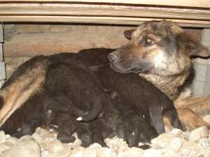 Catelusi pentru adoptie!!!