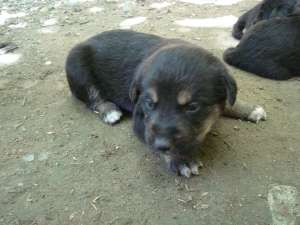 Catelusi pentru adoptie!!!