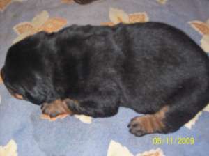 PUIUTI ROTTWEILER