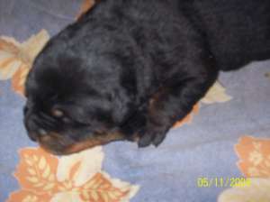 PUIUTI ROTTWEILER