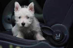 Westie femela