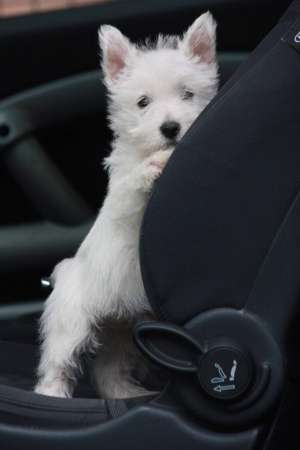 Westie femela