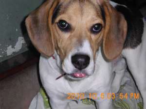 beagle cauta femela beagle