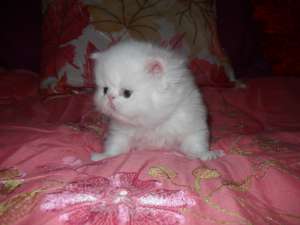 Vand mascul persan alb extremal