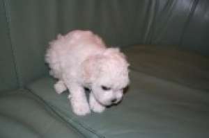 bichon frize albi de talie mica vaccinati