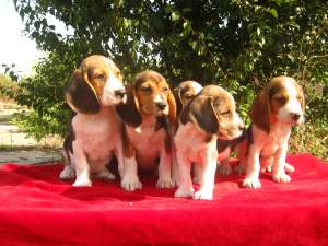 vand catei beagle