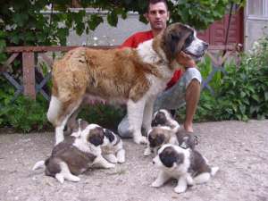 de vanzare pui de saint bernard