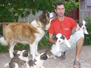 de vanzare pui de saint bernard