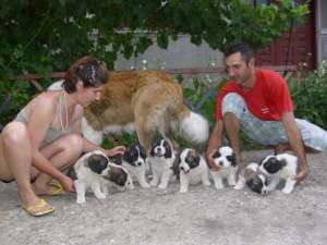 de vanzare pui de saint bernard
