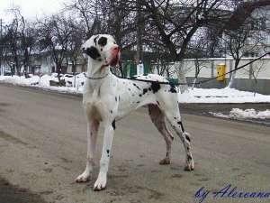 Pui golden retriever cu dog german-arlechin