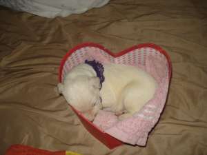 Pui golden retriever cu dog german-arlechin
