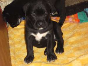 cane corso