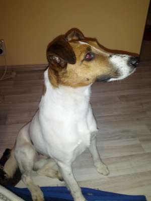 Ofer spre adoptie Fox Terrier Smooth