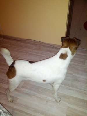 Ofer spre adoptie Fox Terrier Smooth