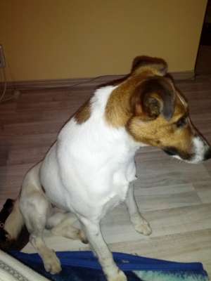 Ofer spre adoptie Fox Terrier Smooth