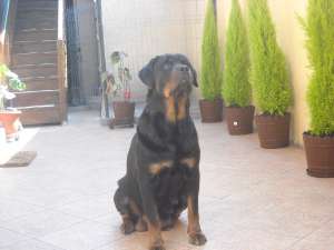 Vand pui rottweiler