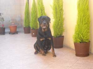 Vand pui rottweiler