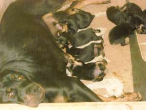 Vand pui rottweiler