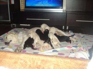 Pui golden retriever cu dog german-arlechin