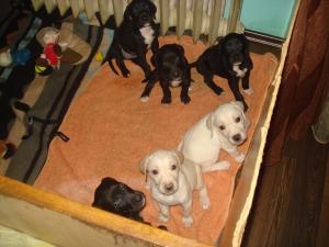 Pui golden retriever cu dog german-arlechin