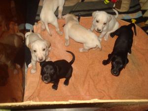 Pui golden retriever cu dog german-arlechin