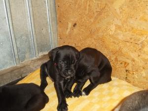 cane corso
