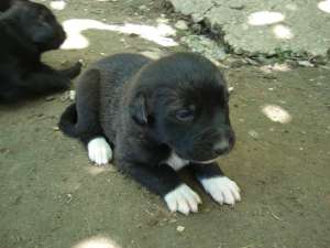 Catelusi pentru adoptie!