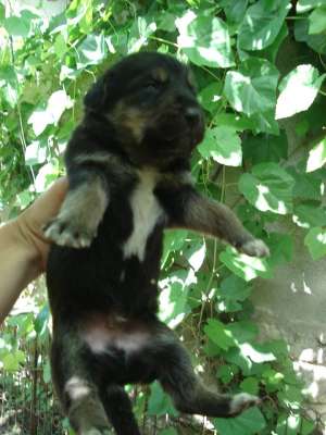 Catelusi pentru adoptie!