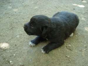 Catelusi pentru adoptie!