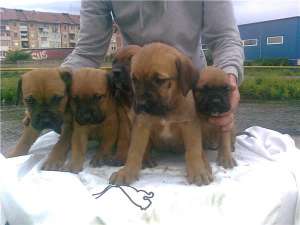 presa canario