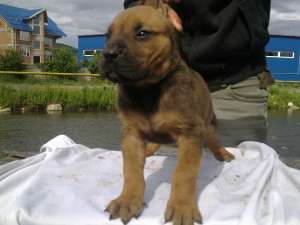 presa canario