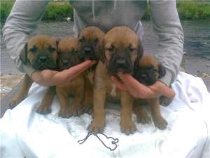 presa canario