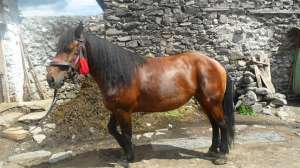 Cal de vanzare!!