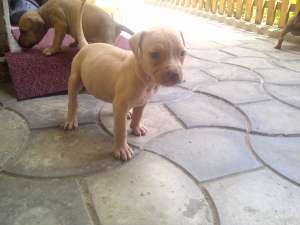 Catei Amstaff de vanzrae
