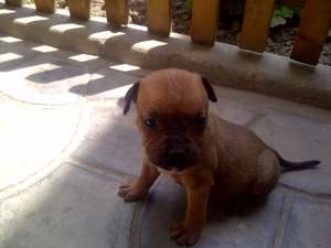 Catei Amstaff de vanzrae
