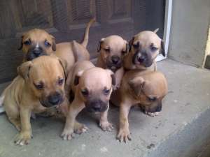 Catei Amstaff de vanzrae