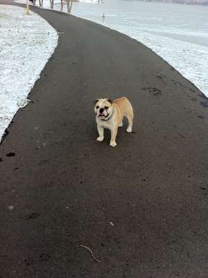 ofer pt monta mascul bulldog englez