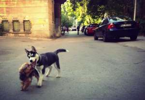 Vand Husky Siberian Ieftin