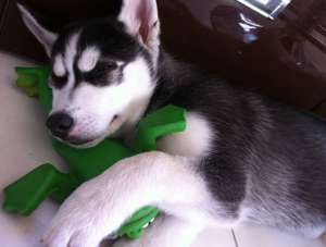 Vand Husky Siberian Ieftin