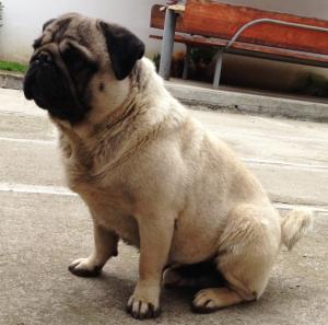 Vand Mops / Pug junior - mascul