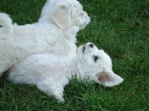 Bichon maltese